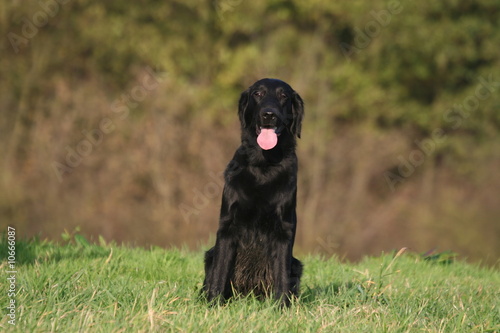 Flat-coated Retriever assis de face tirant la langue