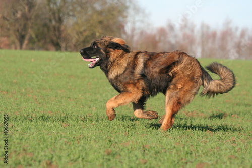 leonberg qui court dans un champ photo