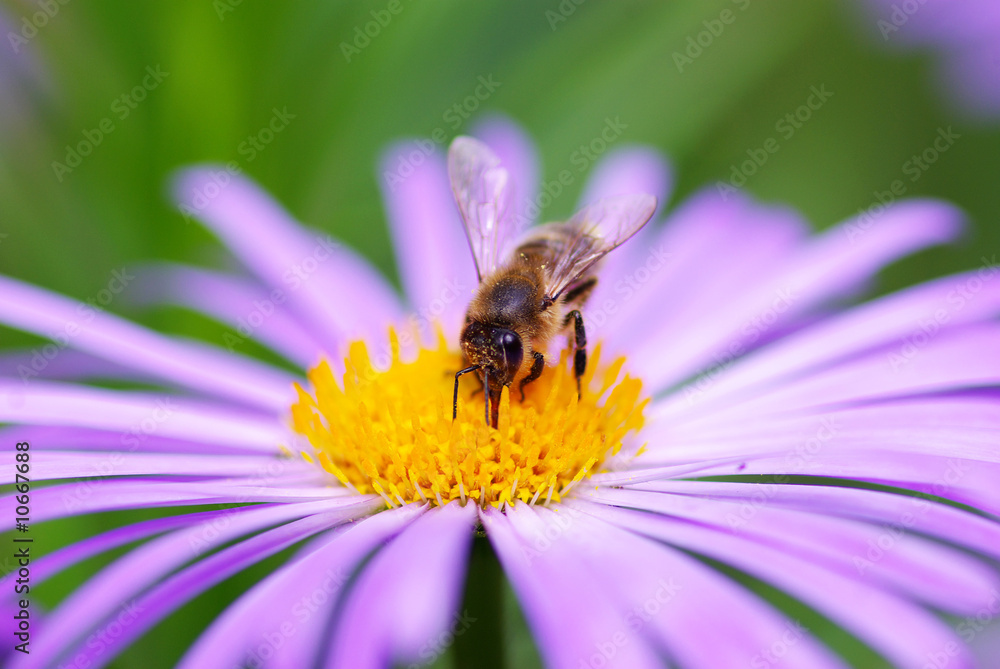 flower and bee