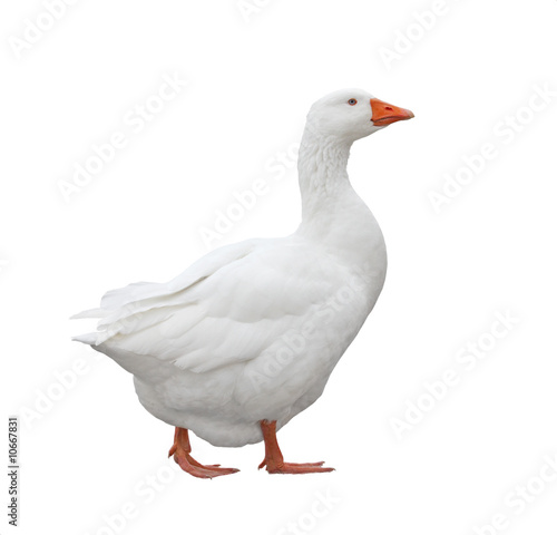 Fototapeta Domestic Goose