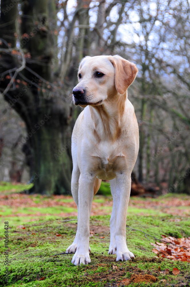 Lovely labrador puppy