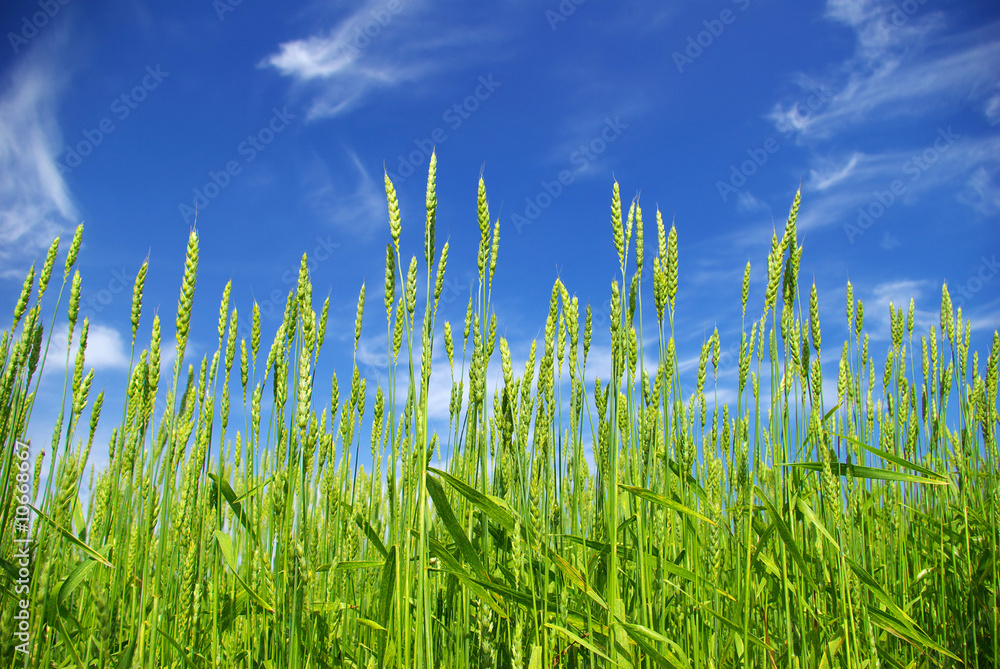 Obraz premium wheat