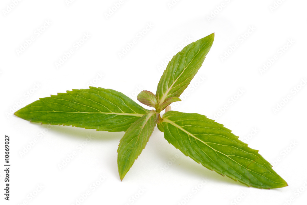 Menthe Menthe