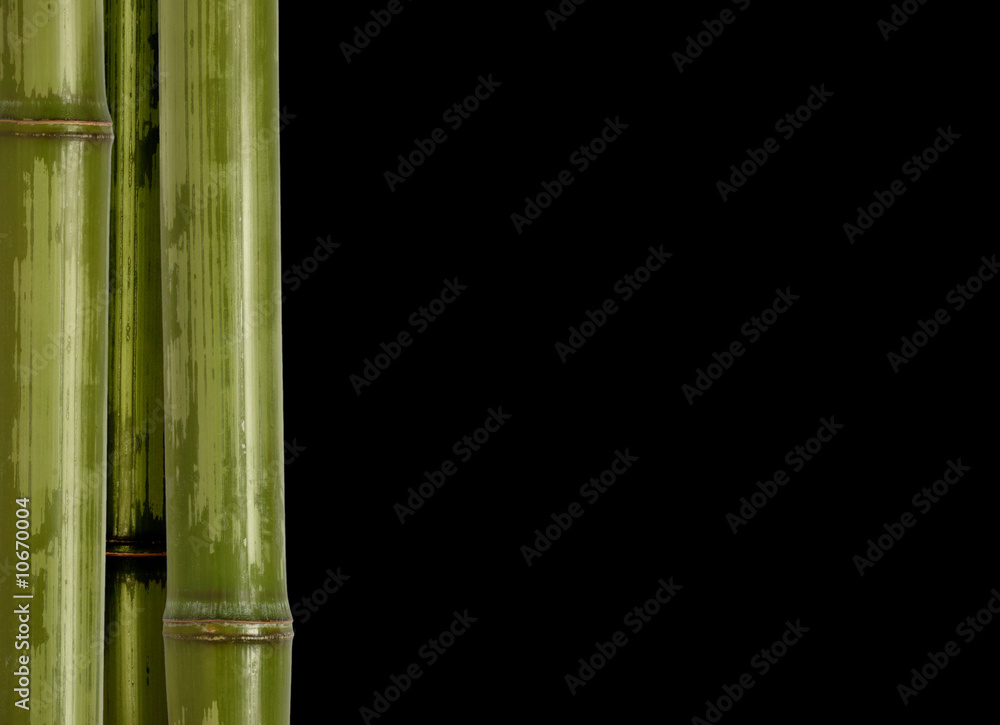 Obraz premium bamboo background