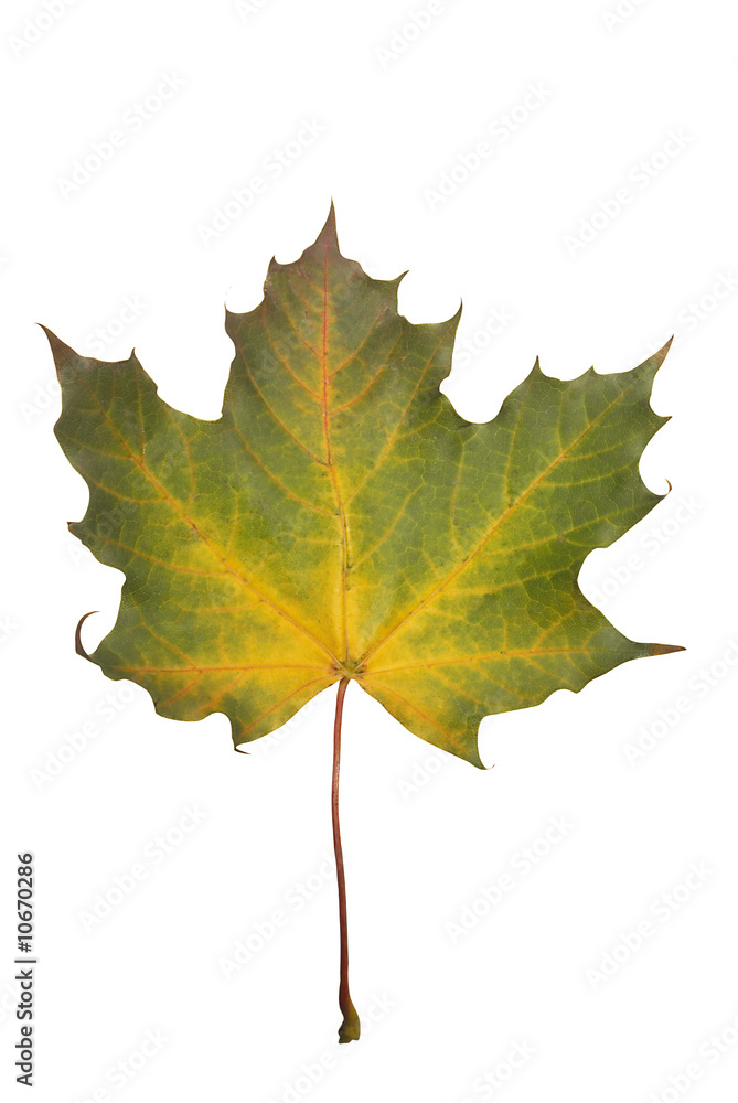 maple leaf on white maple leaf on white