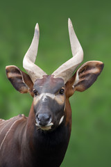 Wandcirkels Antilope Bongo antilope in dichte jungle  © Gabriela Insuratelu
