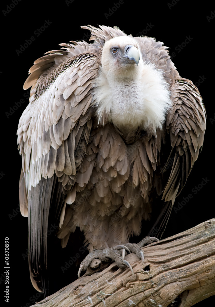Obraz premium Griffon