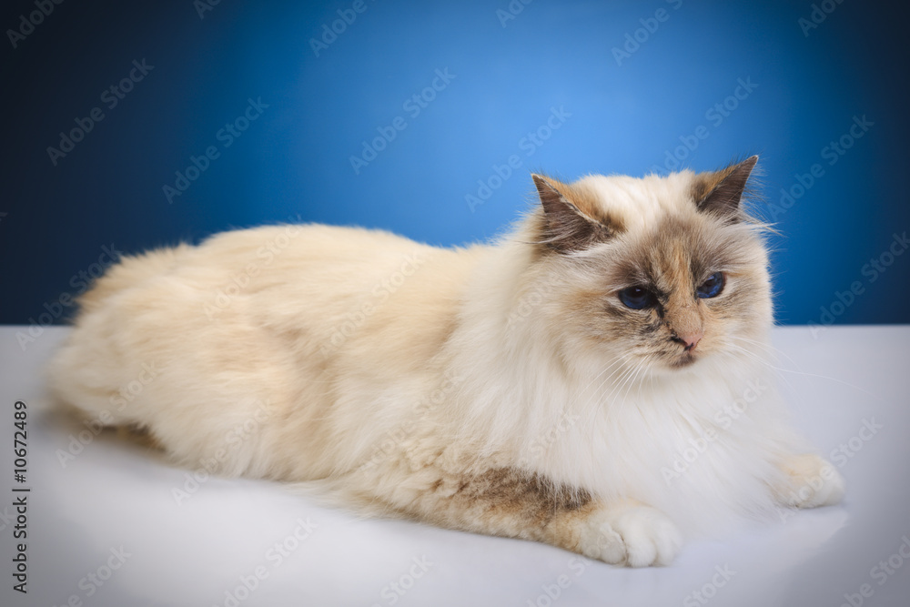Fototapeta premium white cat