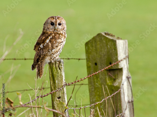 Tawny Owl sitting on a fence