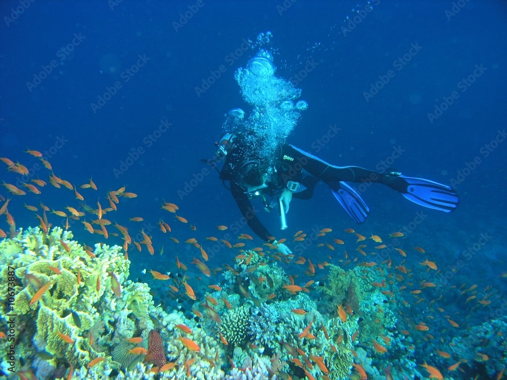 Diver on the reef