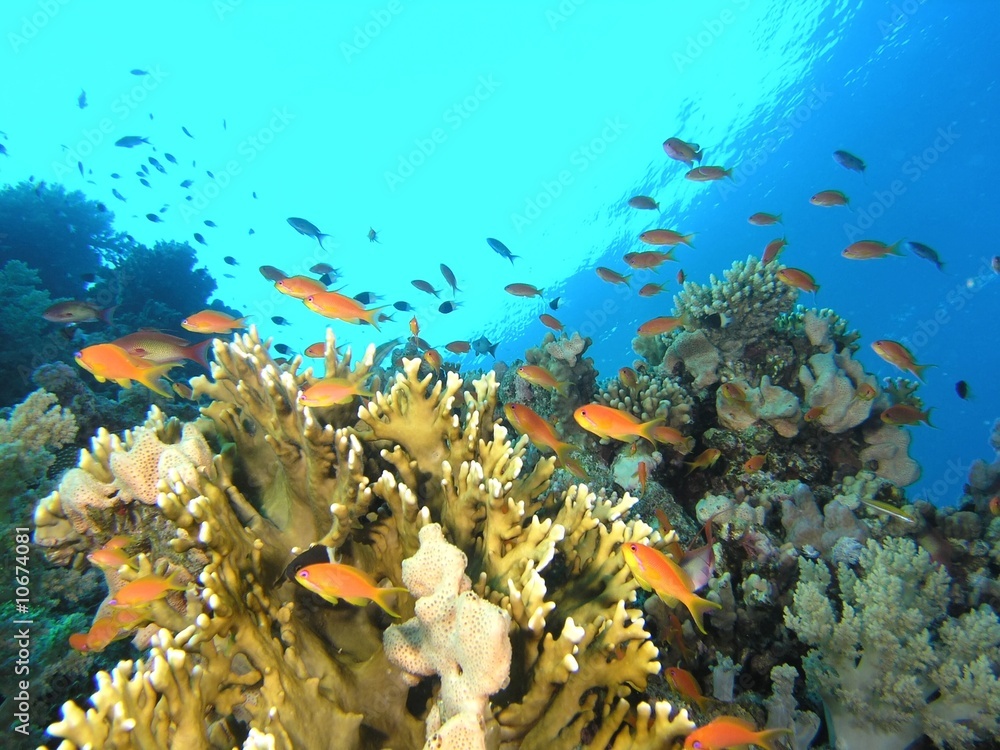 Coral scene