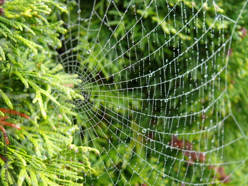 Spiderweb on an evergreen caught rain drops