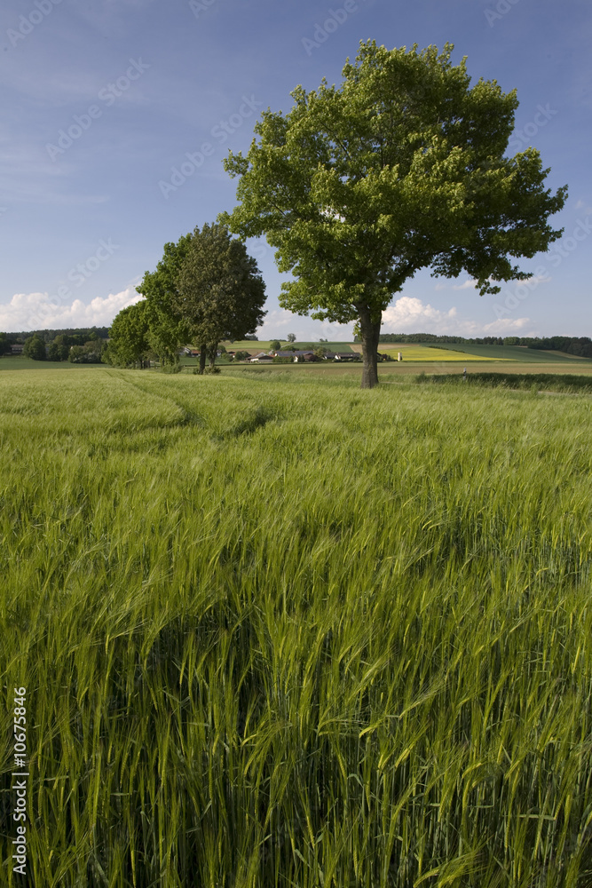 Getreideähren im Frühjahr vor einer Baumallee Getreideähren im Frühjahr vor einer Baumallee