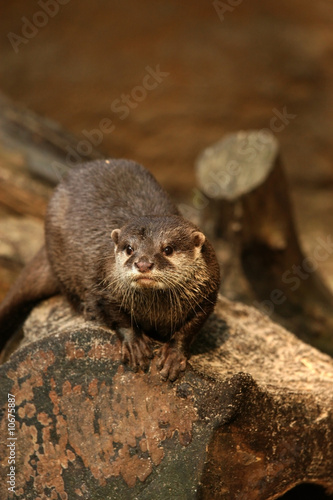 Animals: otter