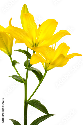 Beautiful yellow lily