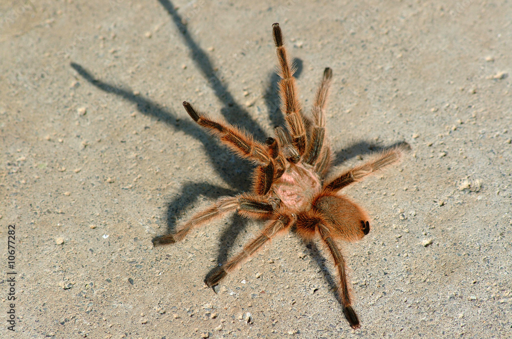 ARAÑA ARAÑA