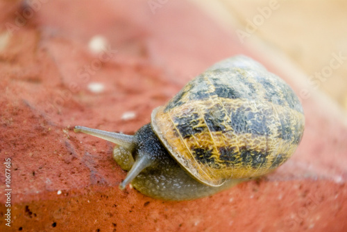 Beautiful garden snail photo