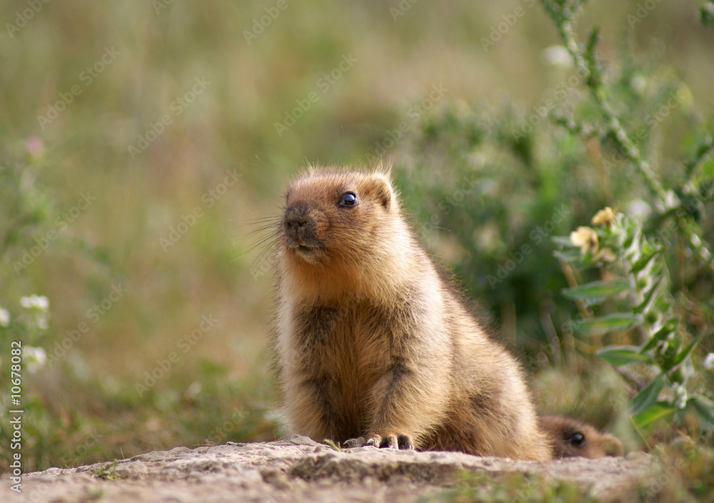 Young steppe marmot sits near a hole Young steppe marmot sits near a hole