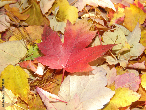 pile of autumn leaves