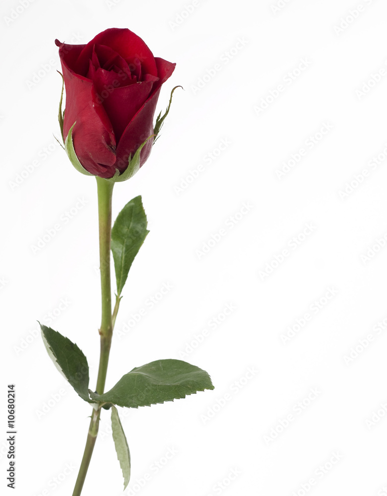 Single Red rose