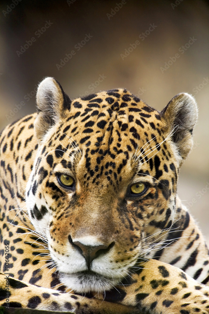 Obraz premium Leopard Portrait Close up