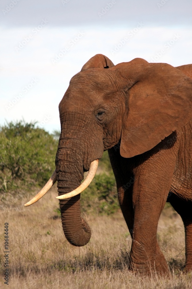 Fototapeta premium African Elephant