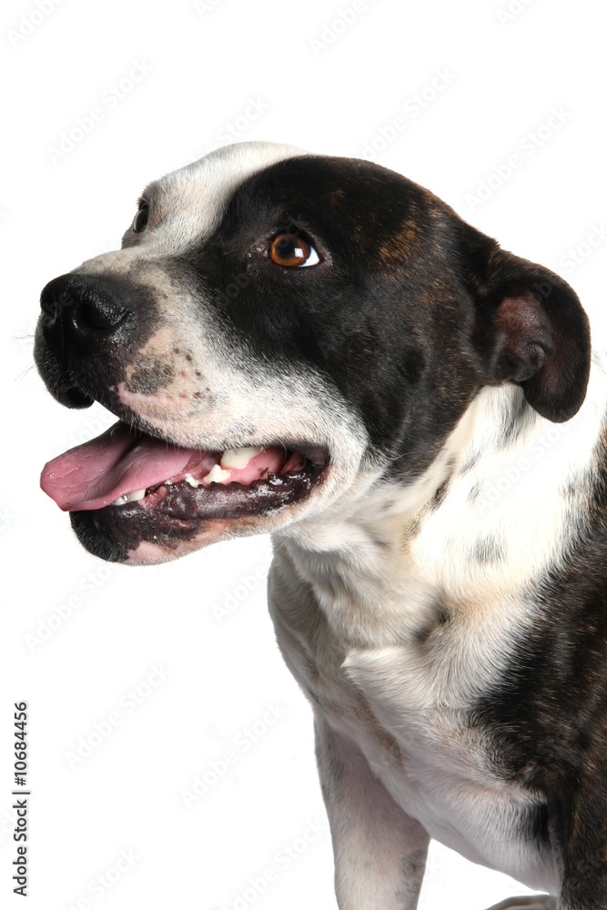 Staffordshire Terrier Dog Staffordshire Terrier Dog