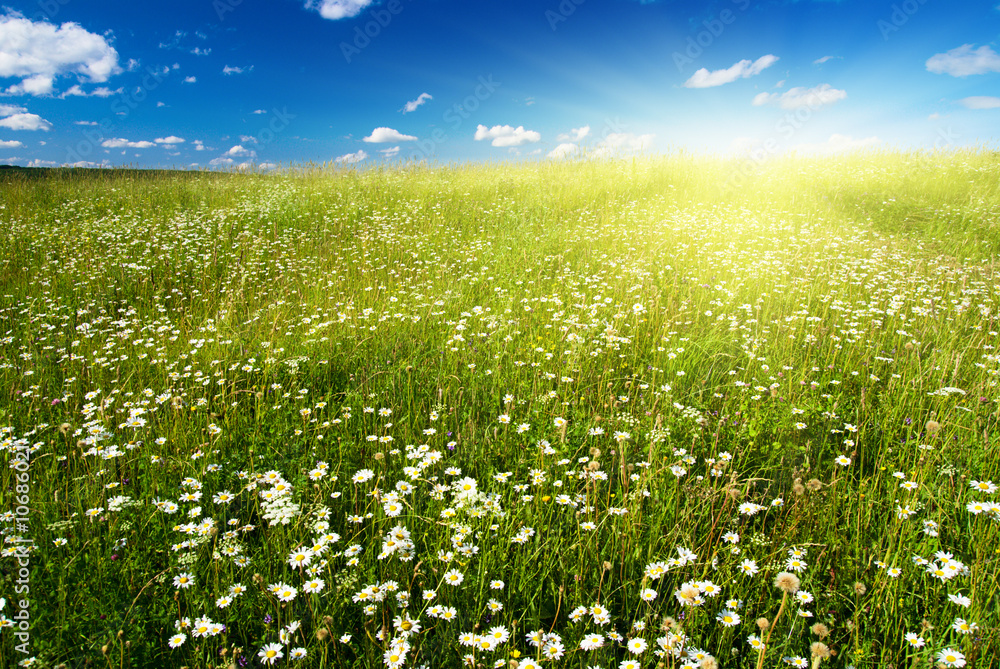 field of daisies field of daisies