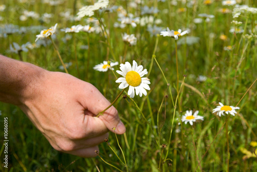 hand of man and field of daisy
