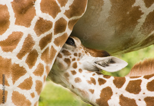 Sticker Baby giraffe drinking