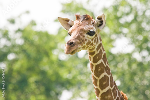 Photography Baby giraffe looking
