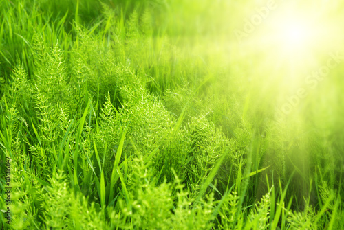 green gass and sunlight