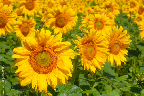 a field of sunflowers