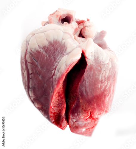 human heart isolated