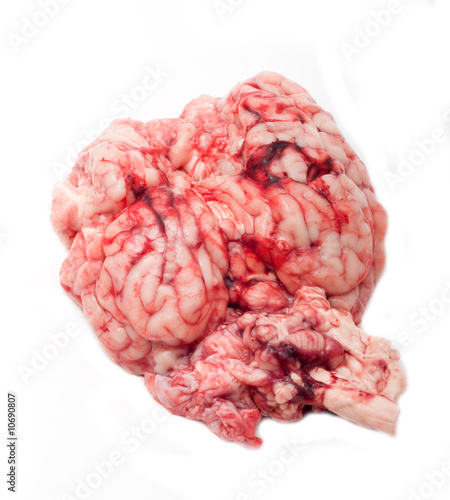 human brain isolated