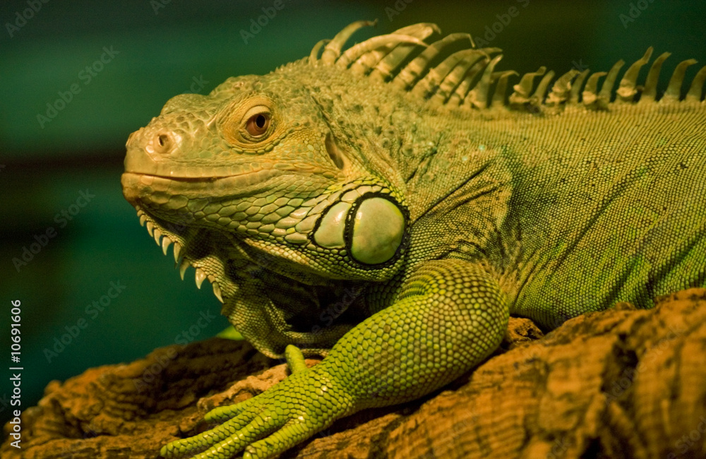 Obraz premium Green water dragon