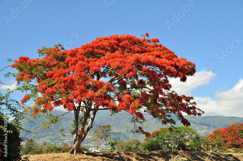 Flamboyant de la Réunion photo