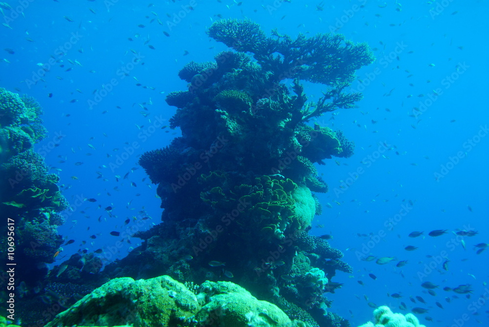 Red sea Coral