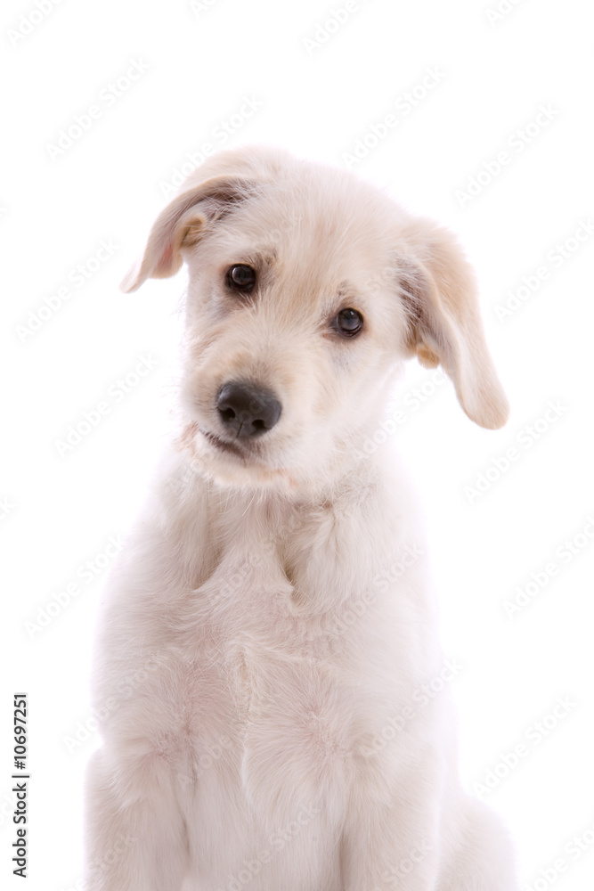 White swiss shepherd pup