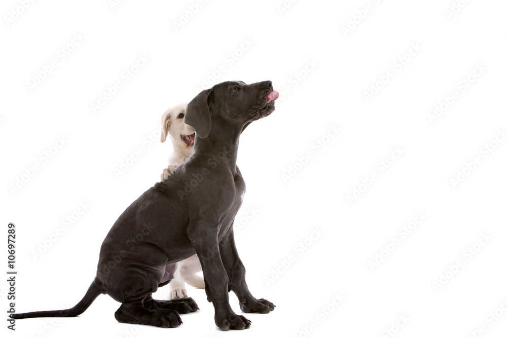 Obraz premium Two pups