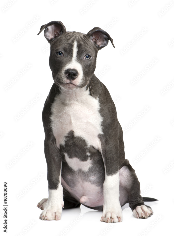 American Staffordshire terrier puppy (3 months)