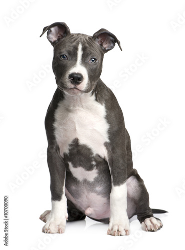 American Staffordshire terrier puppy  3 months 