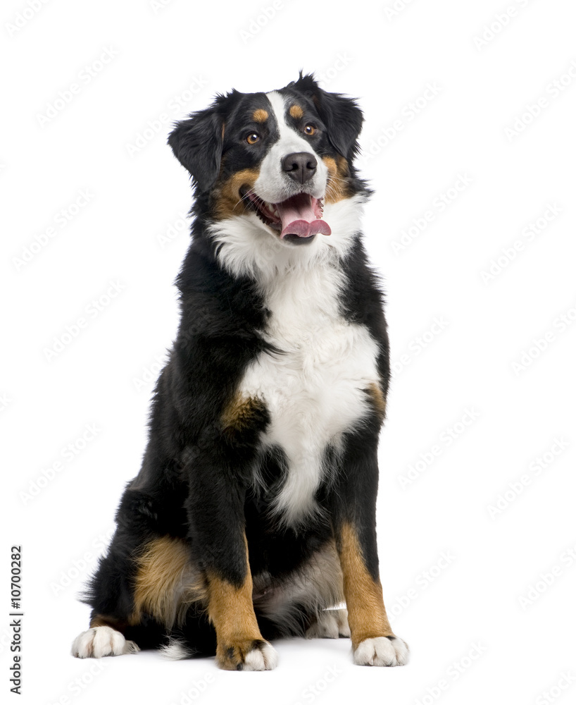 Bernese mountain dog (15 months) Bernese mountain dog (15 months)