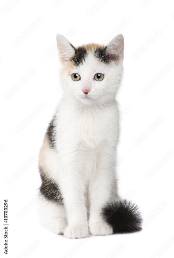 kitten European Shorthair cat (2 months)