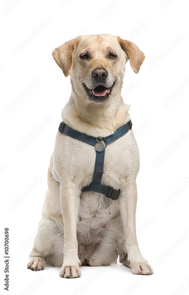 Labrador (5 years) Labrador (5 years)