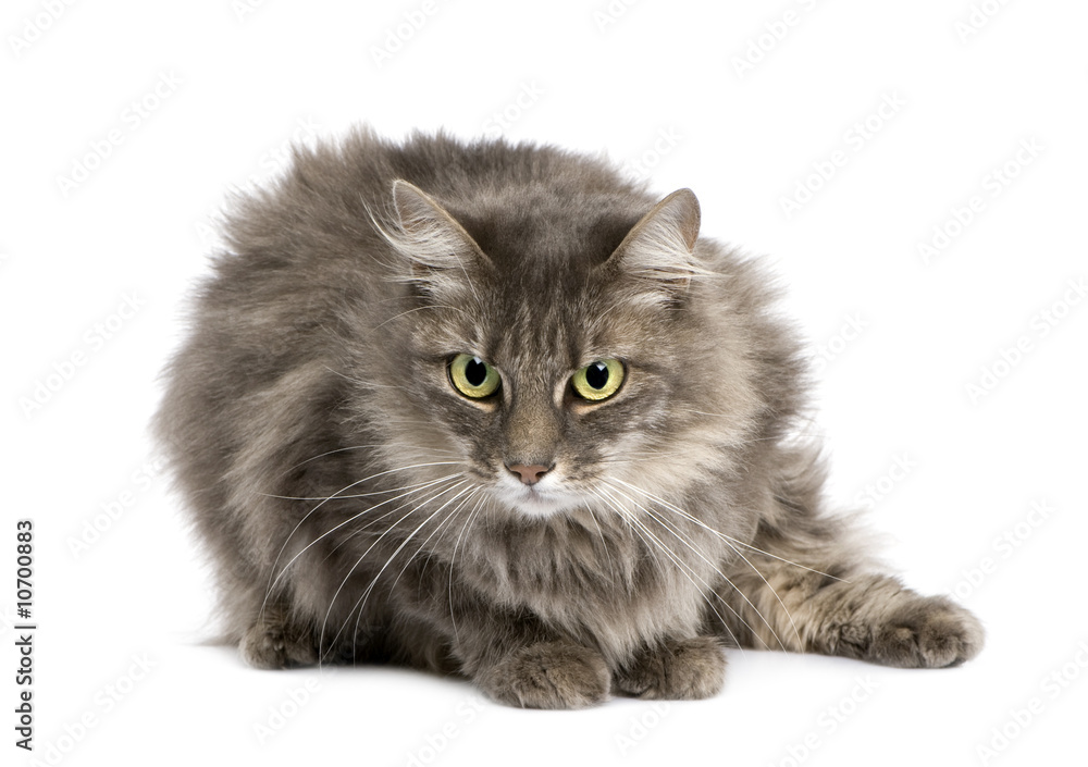 Obraz premium European cat