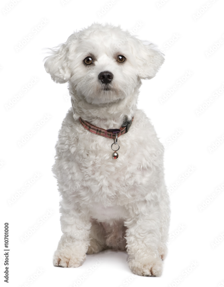 Obraz premium maltese dog (18 months)