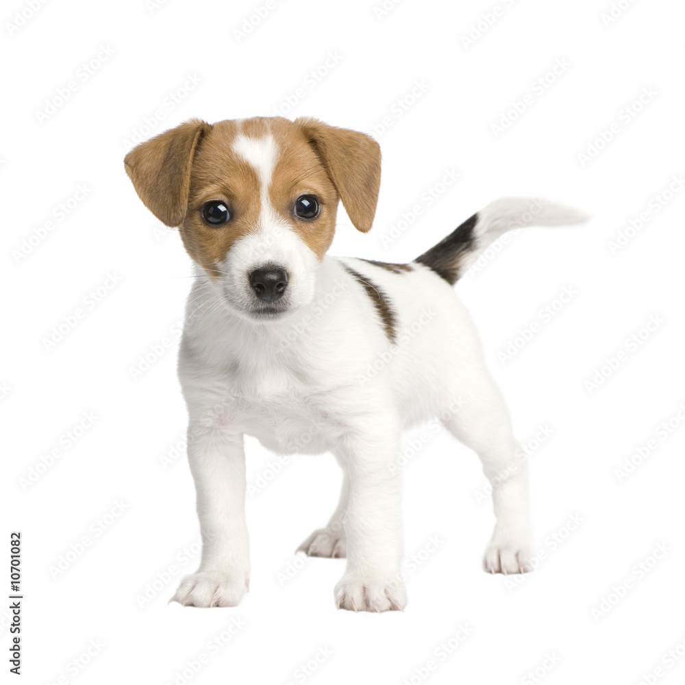Puppy Jack russell (7 weeks) - obrazy, fototapety, plakaty 
