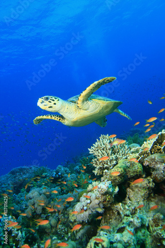 Hawksbill Sea Turtle over a pristine Coral Reef