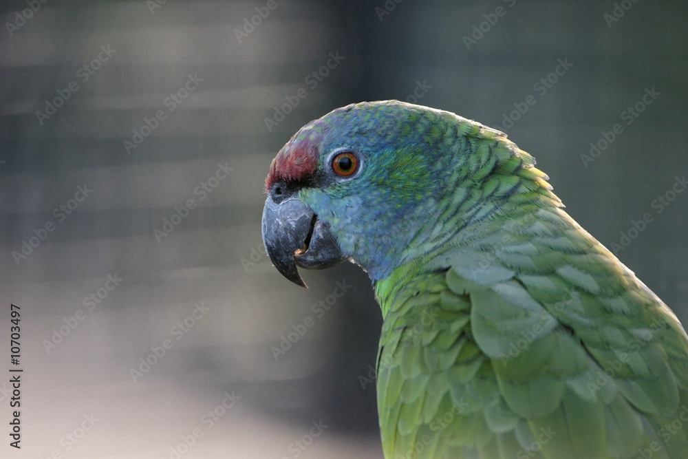 Obraz premium perroquet10